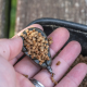 Korum - Plumb Bait Gripper Lead 30gr 